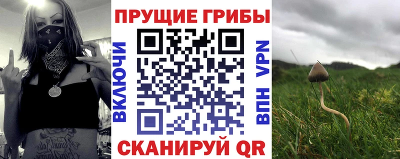Купить  Кяхта  Псилоцибиновые грибы прущие грибы 